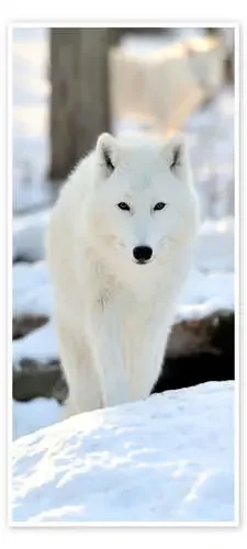 Hermoso lobo blanco en invierno Editors Choice