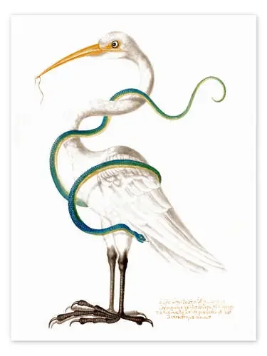 Heron encircled by a snake, with a worm in his bill de Maria Sibylla Merian Master Collection