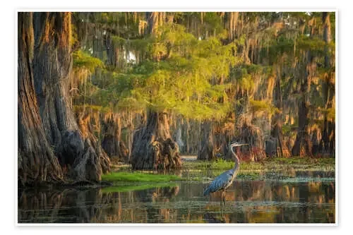 Heron in the swamps of Southern USA de Martin Podt
