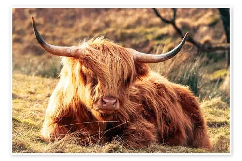 Highland Cow, in the Scottish Highlands de Geraint Tellem Robert Harding