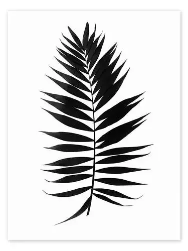 Hoja de palma negra Editors Choice