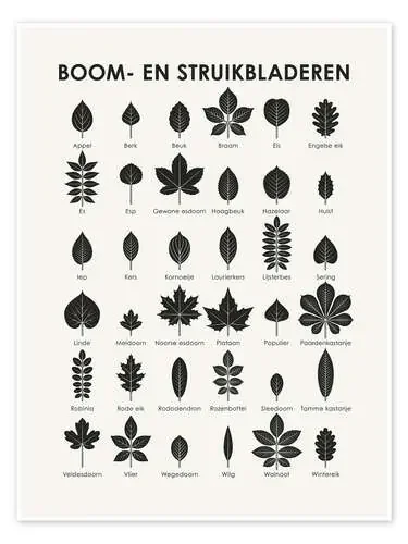 Hojas de árboles y arbustos (holandés) de Iris Luckhaus