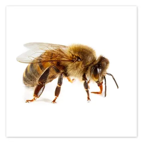 Honey bee Science Photo Library
