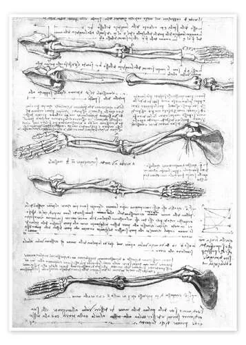 Huesos del brazo de Leonardo da Vinci Master Collection