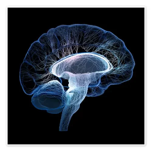 Human Brain illustrated with network of nerves de Johan Swanepoel