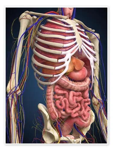 Human midsection with internal organs. Stocktrek Images