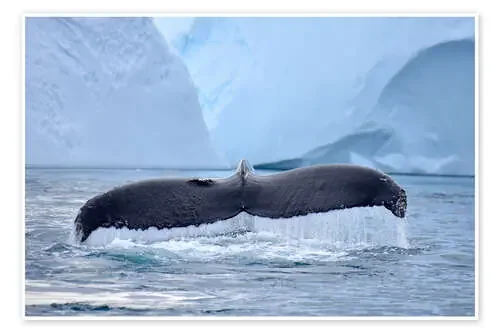 Humpback Whale in Icefjord de GUGIGEI