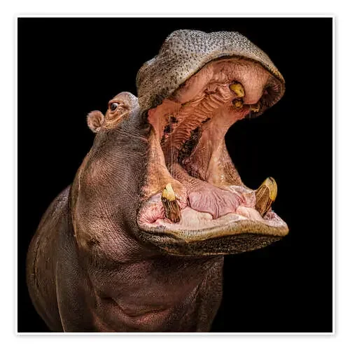 Hungry hippo 1x