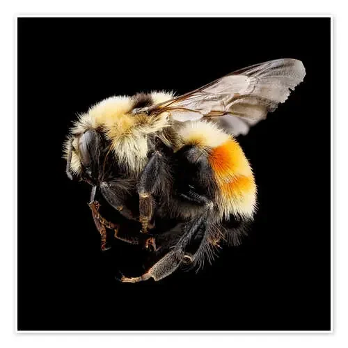Hunt‘s bumblebee Science Photo Library