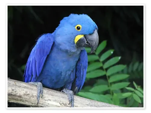 Hyacinth macaw Editors Choice
