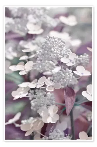 hydrangea de Atteloi