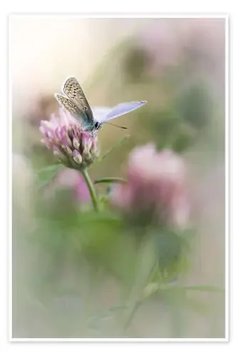 I can not think of anything but tenderness de Bob Daalder