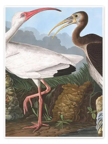 Ibis blanco de John James Audubon Master Collection