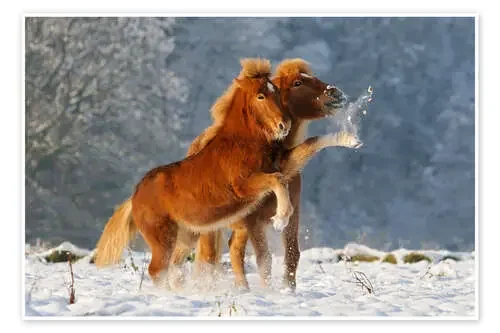 Icelandic horses foal playing in snow de Katho Menden