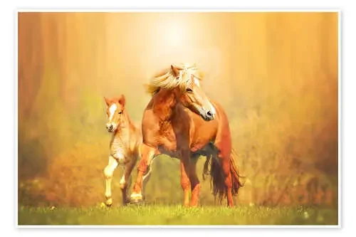 Icelandic horses in summer de Monika Leirich
