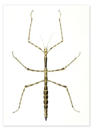 Insecto palo Bridgeman Images