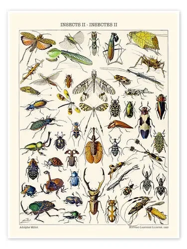 Insects II, 1923 de Adolphe Millot Bridgeman Images