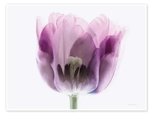 Inside Out II de Elizabeth Urquhart Wild Apple Graphics