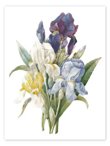 Iris de Pierre Joseph Redouté Master Collection