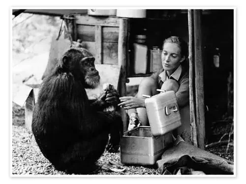 Jane Goodall con el chimpacé David Greybeard Everett Collection