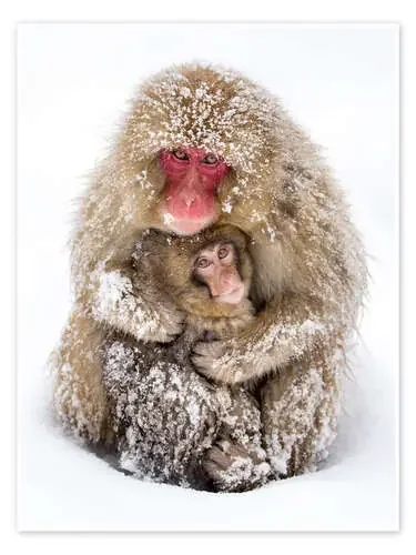 Japanese snow monkeys de Jan Christopher Becke