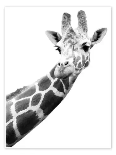 Jirafa en blanco y negro de Darren Greenwood Design Pics