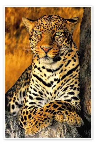 King of the Leopards de Dave Welling Danita Delimont