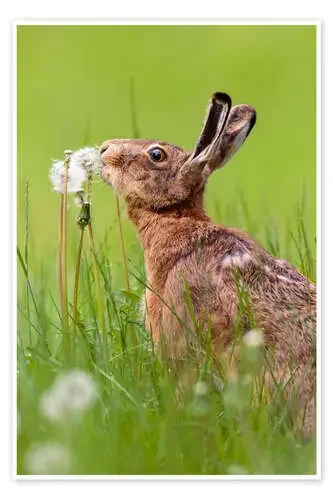 Kiss the dandelion de Moqui, Daniela Beyer