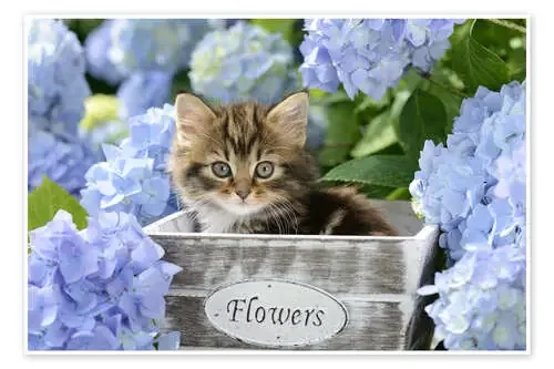 Kitten in Flower Pot de Greg Cuddiford MGL Licensing