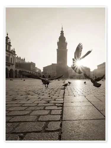 Krakow pigeons Editors Choice