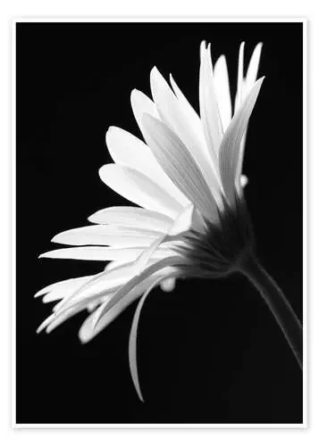 La margarita en blanco y negro de Falko Follert