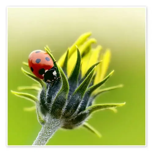 Ladybug de Atteloi
