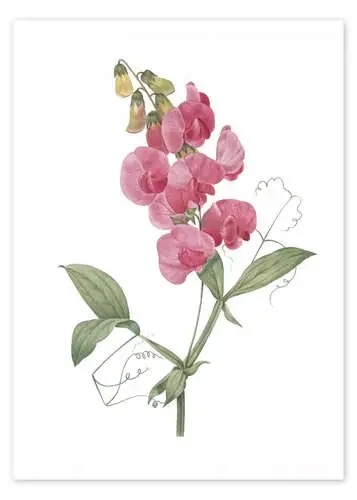 Lathyrus latifolius de Pierre Joseph Redouté Bridgeman Images