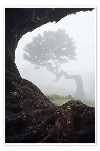 Laurel Trees of Madeira de Martin Podt