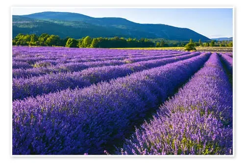 Lavanda en la Provenza de Jürgen Feuerer