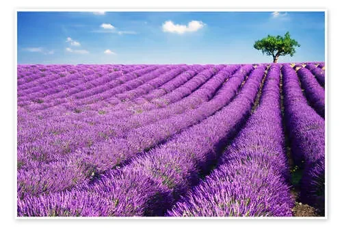 Lavender field and tree de Matteo Colombo