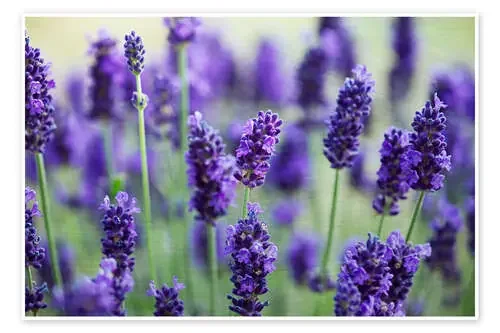 Lavender II de Heidi Bollich