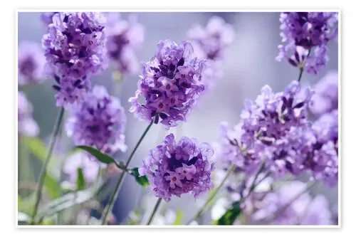 Lavender scent IV de Atteloi