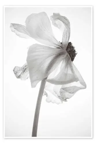 Le Fleur Mono de Magda Izzard