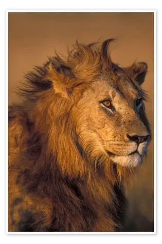 León en la luz del sol de Paul Souders Danita Delimont