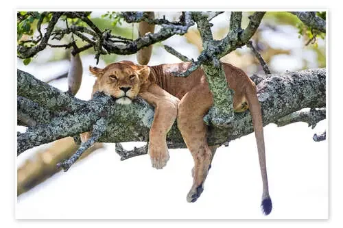 Leona descansando Science Photo Library