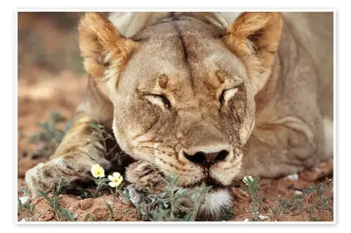 Leona duerme en flores silvestres de Paul Souders Danita Delimont