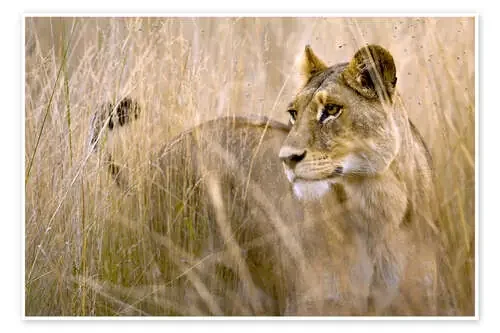 Leona en la hierba alta de Janet Muir Danita Delimont