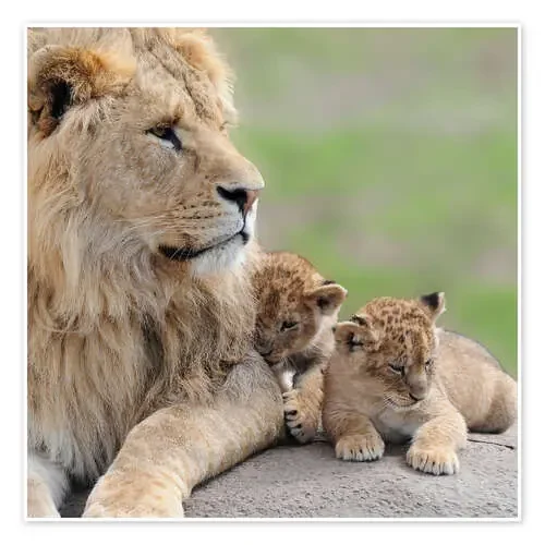 Leones jóvenes Editors Choice