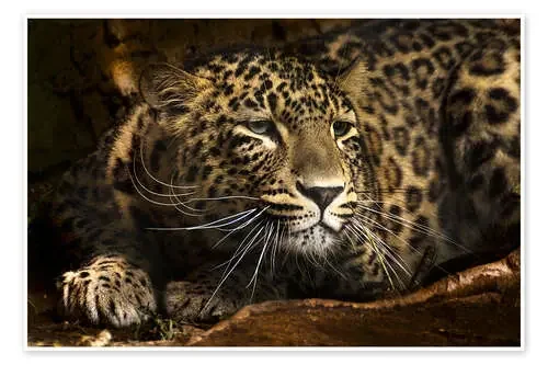 Leopard on the lookout de Edith Albuschat