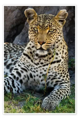 Leopardo descansando en la sombra de Sergio Pitamitz Robert Harding