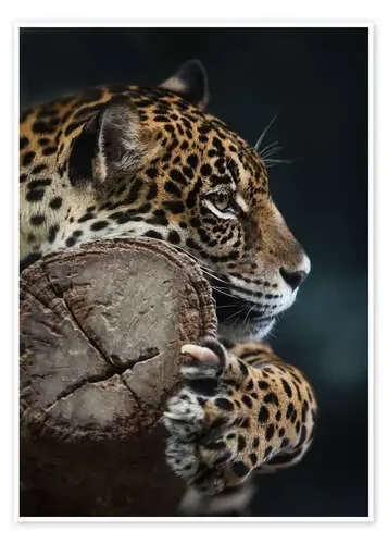 Leopardo en reposo Editors Choice