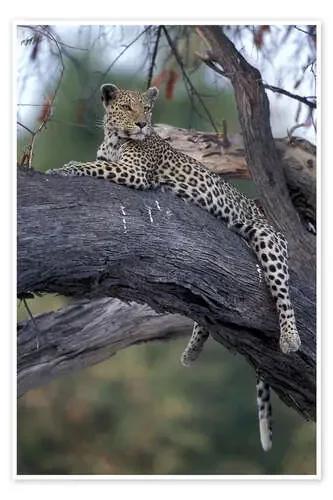 Leopardo está descansando en el árbol de Paul Souders Danita Delimont