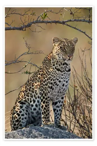 Leopardo posado en su roca de James Hager Robert Harding