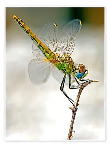 Libélula Editors Choice